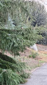 Pine tree in the forest with a bird sitting on it. Stock Photos