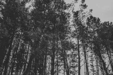 Pine tree forest in black and white. Stock Photos