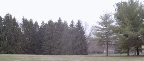 Pine Tree Forest in Bucks County, Pennsylvania Stock Footage 172347579