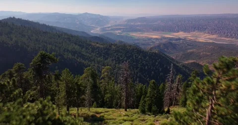 Pine Tree Forest California Aerial Drone Stock Footage 280784846