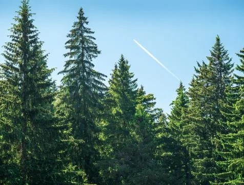 Pine tree forest in the Carpathian mountains against bright blue sky and a ai Stock Photos