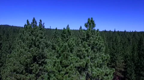 Pine Tree Forest in Central Oregon. Stock Footage 68801842