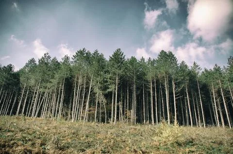 Pine tree forest with clear blue sky and white clouds Foto stock