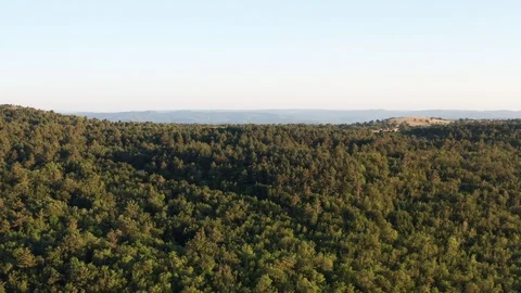 Pine tree forest on a cliff in the mountains and a country road Stock Footage 120695293