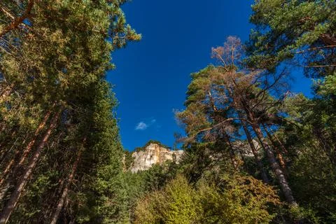 Pine tree forest, cliffs and blue sky for text Foto stock