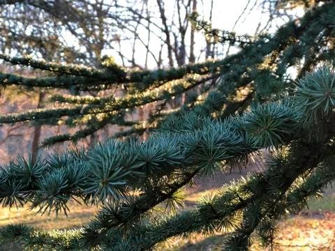 Pine tree in forest close-up across sunset lights. Pine needles Stock Photos