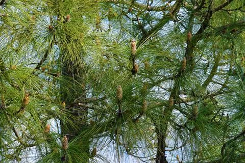 Pine tree in forest closeup background Stock Photos