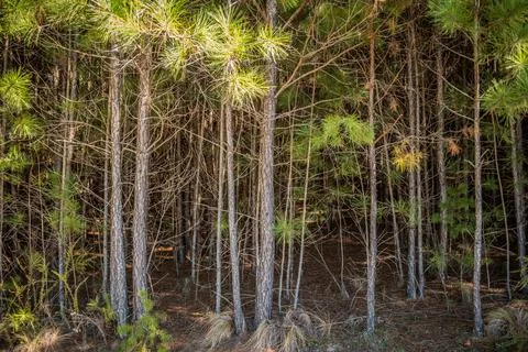 Pine tree forest closeup Stock Photos