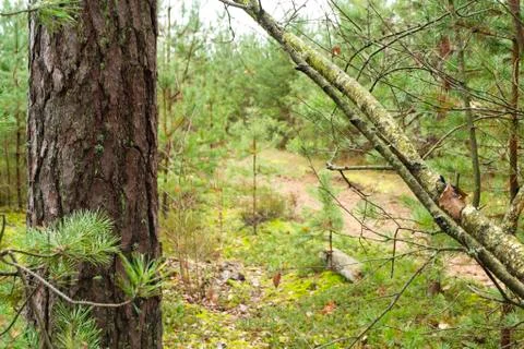 Pine tree forest in cloudy weather. Trail in pine tree forest Stock Photos