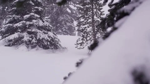 Pine tree forest covered with snow during winter Stock Footage 83865655