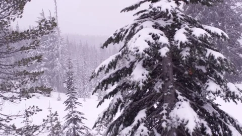 Pine tree forest covered with snow during snowfall Stock Footage 83865750