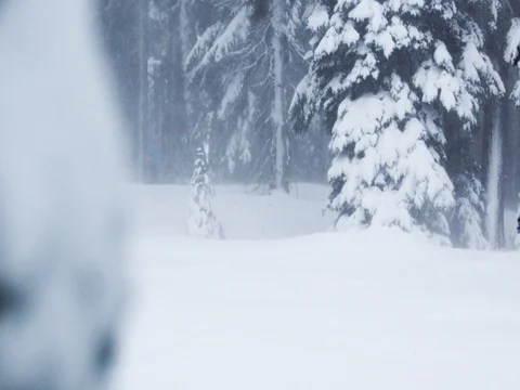 Pine tree forest covered with snow during snowfall Stock Footage 83865874