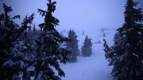 Pine tree forest covered with snow during snowfall Stock Footage 83866529