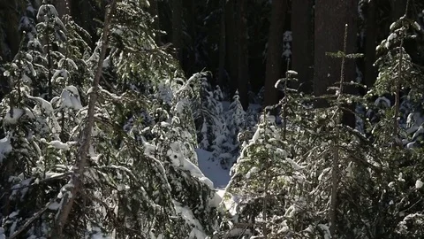 Pine tree forest covered with snow during snowfall Stock Footage 83866688