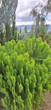 Pine tree forest creating a natural  . Stock Photos