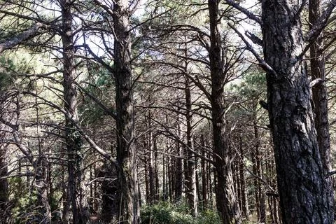 Pine tree forest creating natural wilderness background Stock Photos