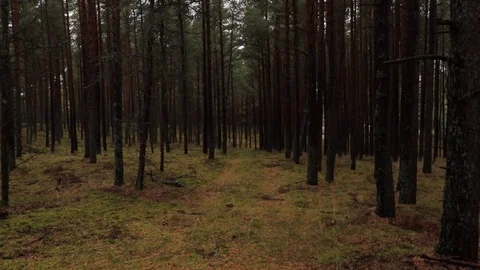 Pine tree forest on Curonian Spit Video stock 82277595