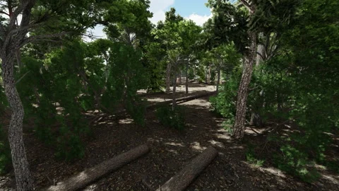 Pine tree forest, cut down trees, nature landscape Stock Footage 275011512