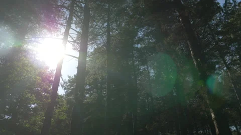 Pine Tree Forest Dark Pan with Sun Lens Flare Summer Suffolk Coast England uk Stock Footage 220100493