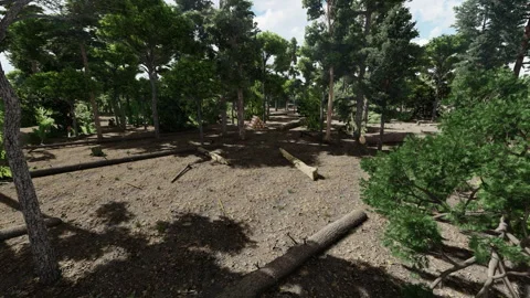 Pine tree forest, deforestation and cut down trees, camera rising for a high Stock Footage 243176898