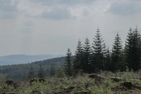 Pine tree forest deforestation scenic view landscape Stock Photos