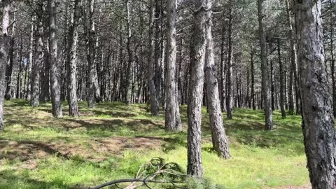 Pine tree forest with dense woods and sunlight filtering through the canopy Stock Footage 345491914