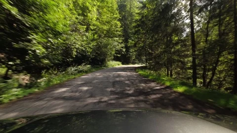 Pine tree forest by DN7A road in Romania 4K video 動画素材 252112016