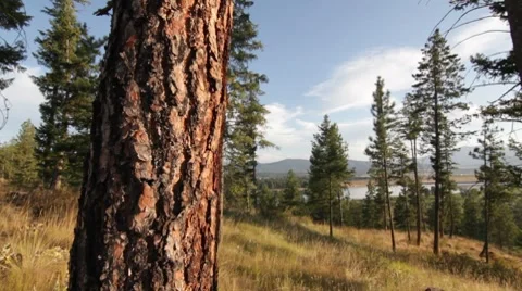 Pine tree forest dolly with river Stock Footage