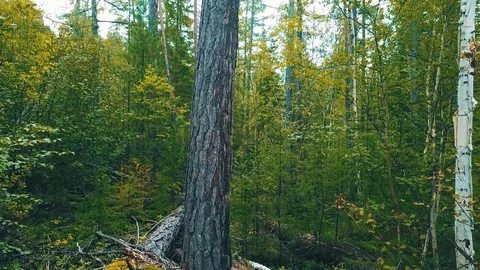 Pine tree in forest. Drone view Video stock 101817826