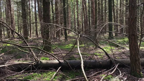 Pine tree forest with a dropped tree at the ground. Stock Footage 269008765