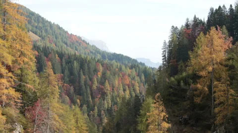 Pine tree forest with dry mountain river | Italian alps | Tilting shot Stock-Footage 32462343