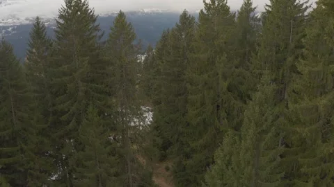 Pine Tree Forest during Winter Stock Footage 158803875