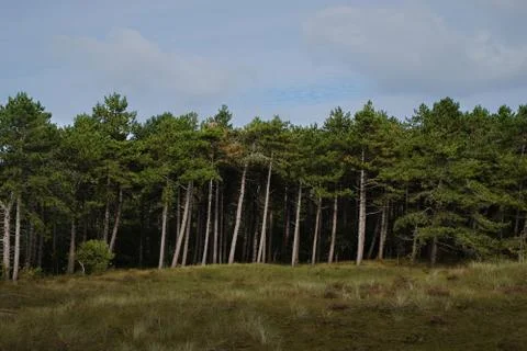 Pine tree forest edge from a distance Stock Photos