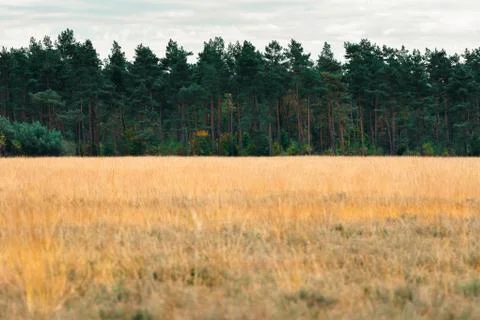 Pine tree forest at edge of meadow with yellow grass. Stock Photos