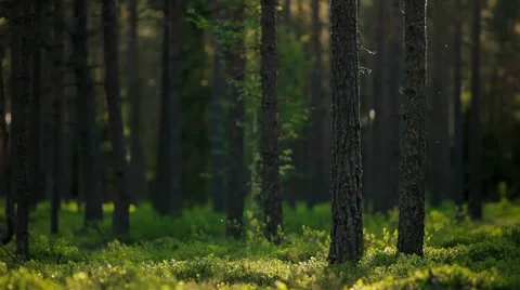 Pine tree forest in the evening sun with mosquitoes flying around Stock Footage 51016730