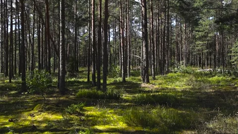 Pine tree forest floor covered in green moss Stock Footage 344104074