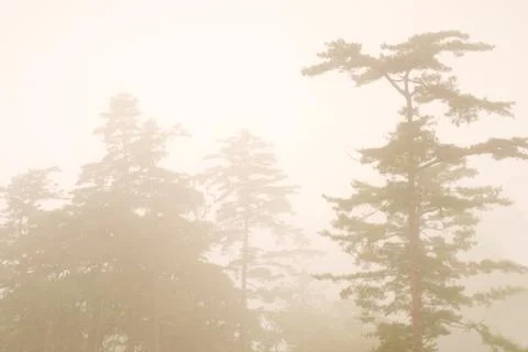Pine tree in the forest with fog Fotos de archivo