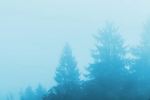 Pine tree forest in fog Stock Photos