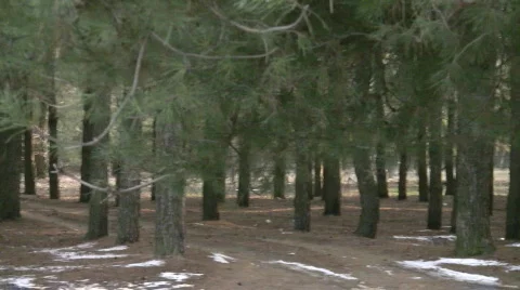 Pine tree forest Video stock 335362