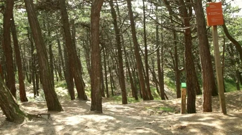 Pine tree forest Video stock 8644547