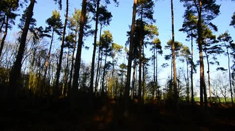 Pine Tree Forest Stock Footage 10688859