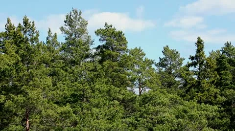 Pine tree forest 動画素材 11017827