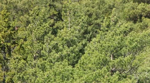 Pine tree forest 動画素材 11017847