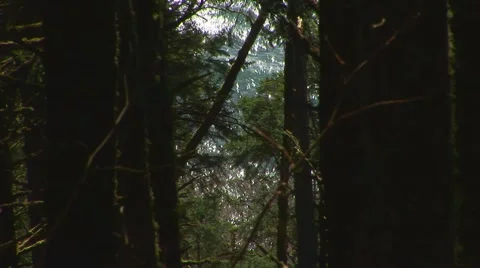 Pine tree forest Stock Footage 60407518