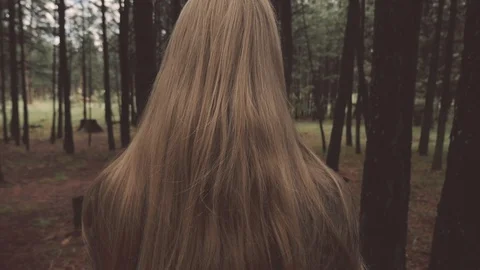 Pine Tree Forest Stock Footage 90995341