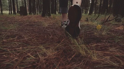 Pine Tree Forest Stock Footage 90995361