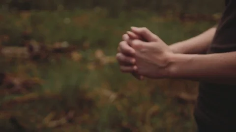 Pine Tree Forest Stock Footage 90995375