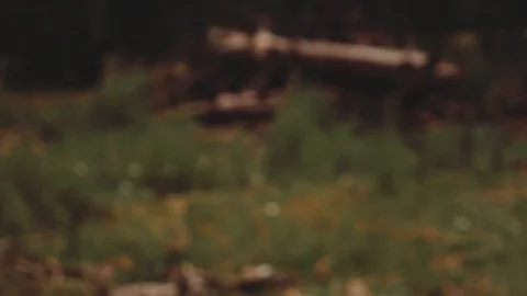 Pine Tree Forest Stock Footage 90995380