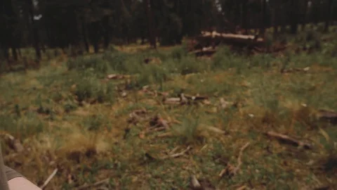 Pine Tree Forest Video stock 90995384