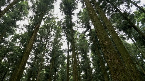 Pine tree forest Stock Footage 105850140